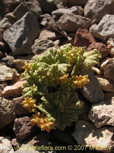 Imágen de Dioscorea volckmannii (Jabón del monte). Haga un clic para aumentar parte de imágen.