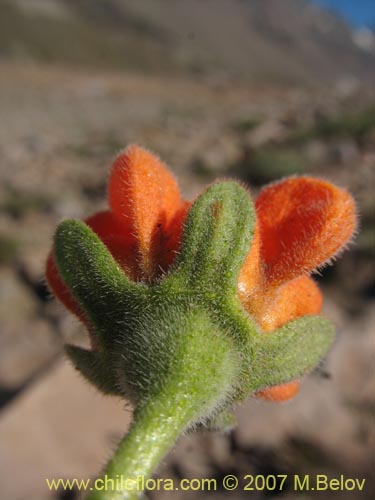 Image of Loasa lateritia (Loasa roja). Click to enlarge parts of image.