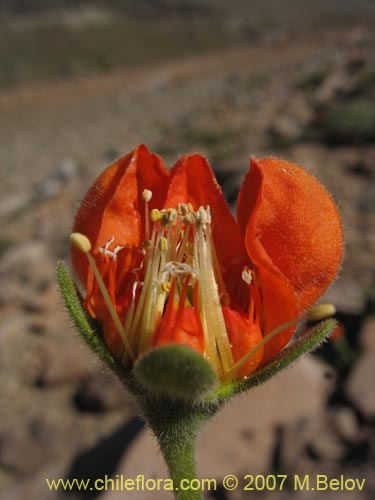 Image of Loasa lateritia (Loasa roja). Click to enlarge parts of image.