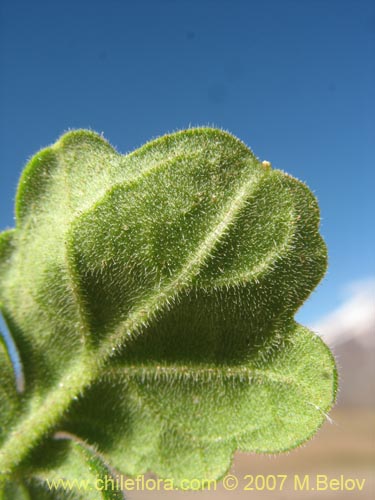 Image of Loasa lateritia (Loasa roja). Click to enlarge parts of image.