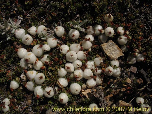 Bild von Gaultheria caespitosa (Murtillo). Klicken Sie, um den Ausschnitt zu vergrössern.