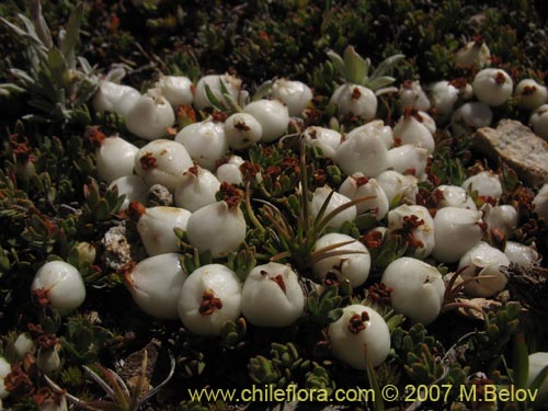 Imágen de Gaultheria caespitosa (Murtillo). Haga un clic para aumentar parte de imágen.