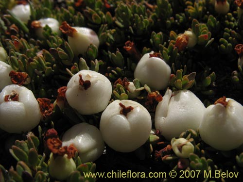 Image of Gaultheria caespitosa (Murtillo). Click to enlarge parts of image.