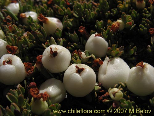 Gaultheria caespitosa의 사진