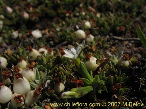 Imágen de Gentiana prostrata (Genciana mínima). Haga un clic para aumentar parte de imágen.