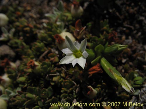 Bild von Gentiana prostrata (Genciana mínima). Klicken Sie, um den Ausschnitt zu vergrössern.