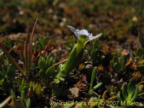 Фотография Gentiana prostrata (Genciana mínima). Щелкните, чтобы увеличить вырез.