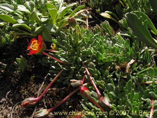 Bild von Calandrinia caespitosa (). Klicken Sie, um den Ausschnitt zu vergrössern.