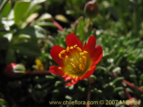 Bild von Calandrinia caespitosa (). Klicken Sie, um den Ausschnitt zu vergrössern.