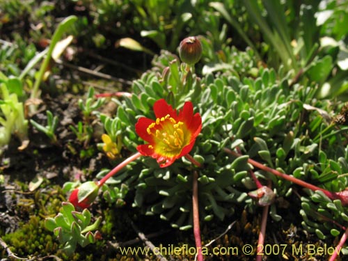 Imágen de Calandrinia caespitosa (). Haga un clic para aumentar parte de imágen.