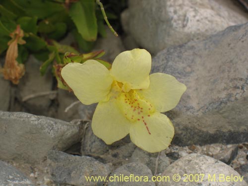 Bild von Mimulus luteus var. 