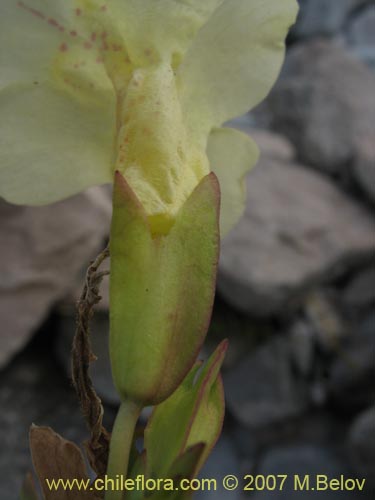 Bild von Mimulus luteus var. 