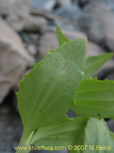 Bild von Mimulus luteus var. 