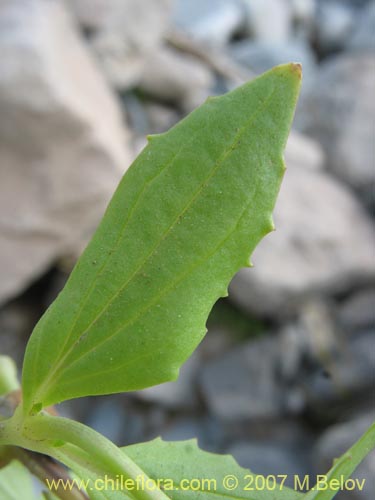 Mimulus luteus var. 