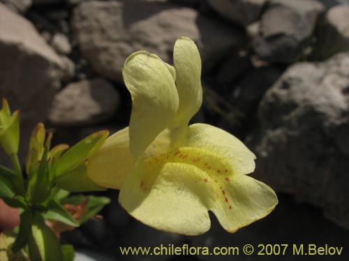 Imágen de Mimulus luteus var. 