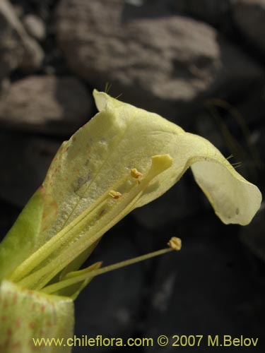 Фотография Mimulus luteus var. 