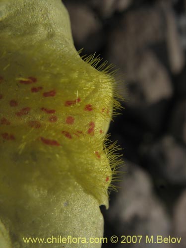 Фотография Mimulus luteus var. 