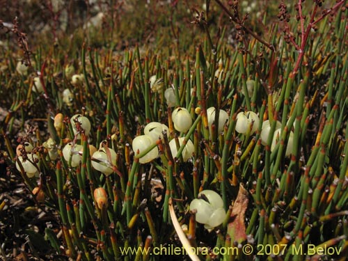 Image of Ephedra chilensis (Pingo-pingo / Transmontana / Solupe). Click to enlarge parts of image.