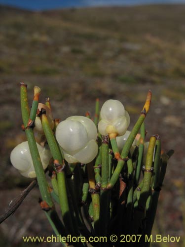 Imágen de Ephedra chilensis (Pingo-pingo / Transmontana / Solupe). Haga un clic para aumentar parte de imágen.