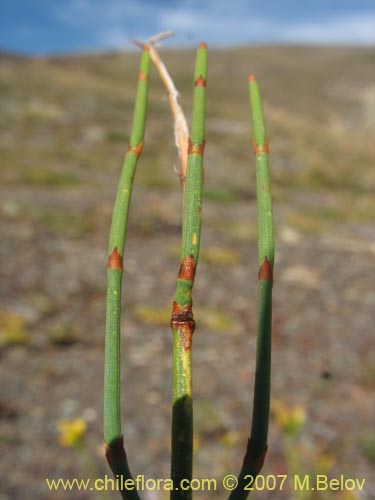 Image of Ephedra chilensis (Pingo-pingo / Transmontana / Solupe). Click to enlarge parts of image.