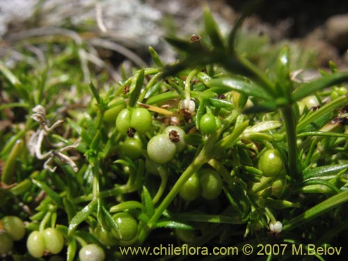 Image of Galium sp. #2005 (). Click to enlarge parts of image.