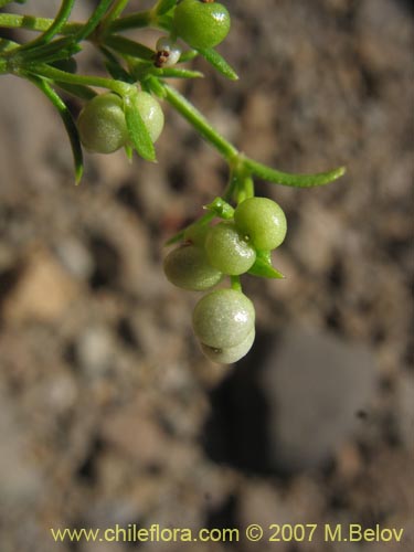 Bild von Galium sp. #2005 (). Klicken Sie, um den Ausschnitt zu vergrössern.