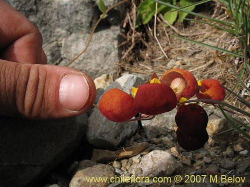 Calceolaria arachnoidea-x-C.-corymbosa,-hybrido的照片