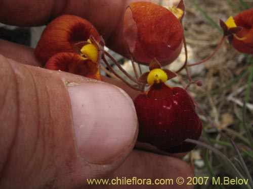 Calceolaria arachnoidea-x-C.-corymbosa,-hybrido的照片