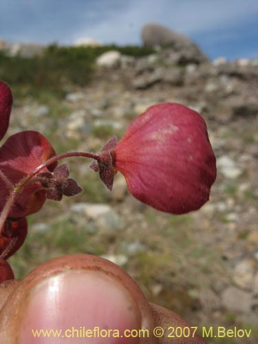 Image of Calceolaria arachnoidea-x-C.-corymbosa,-hybrido (Capachito). Click to enlarge parts of image.