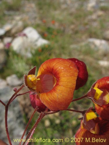 Фотография Calceolaria arachnoidea-x-C.-corymbosa,-hybrido (Capachito). Щелкните, чтобы увеличить вырез.