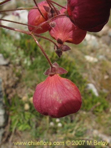 Bild von Calceolaria arachnoidea-x-C.-corymbosa,-hybrido (Capachito). Klicken Sie, um den Ausschnitt zu vergrössern.