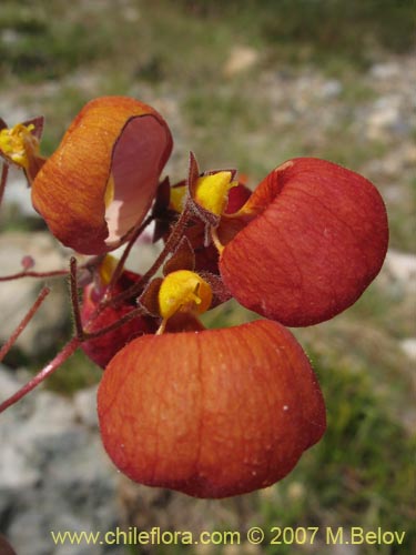 Bild von Calceolaria arachnoidea-x-C.-corymbosa,-hybrido (Capachito). Klicken Sie, um den Ausschnitt zu vergrössern.