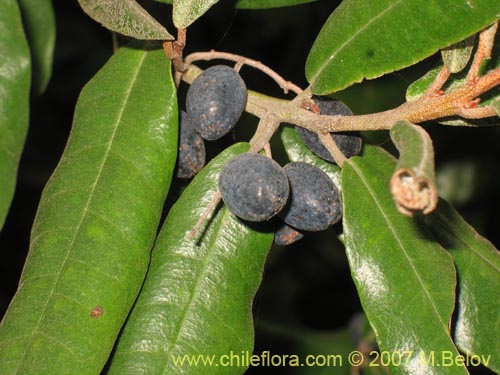 Image of Aextoxicon punctatum (Olivillo / Palo muerto). Click to enlarge parts of image.