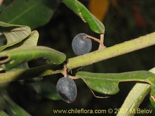 Image of Aextoxicon punctatum (Olivillo / Palo muerto). Click to enlarge parts of image.