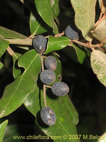 Bild von Aextoxicon punctatum (Olivillo / Palo muerto). Klicken Sie, um den Ausschnitt zu vergrössern.