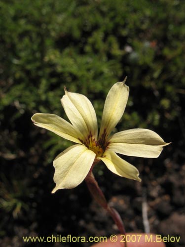 Фотография Sisyrinchium pearcei (Huilmo). Щелкните, чтобы увеличить вырез.