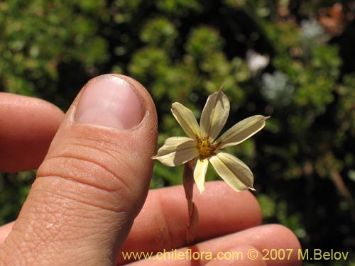 Image of Sisyrinchium pearcei (Huilmo). Click to enlarge parts of image.