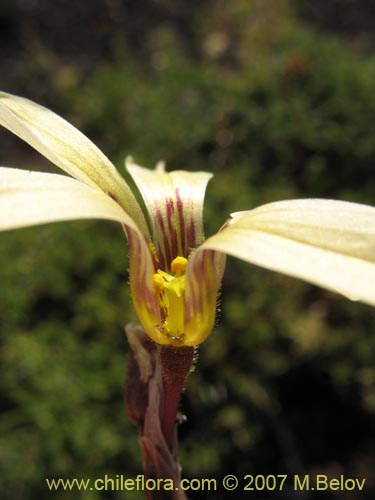 Image of Sisyrinchium pearcei (Huilmo). Click to enlarge parts of image.