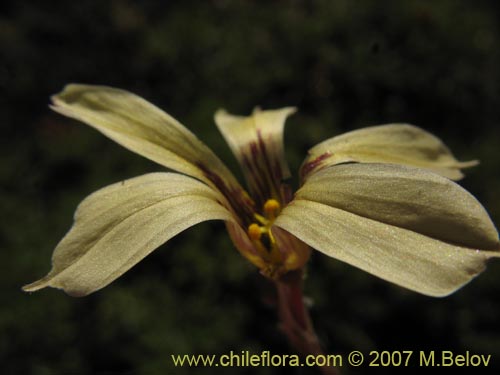 Imágen de Sisyrinchium pearcei (Huilmo). Haga un clic para aumentar parte de imágen.