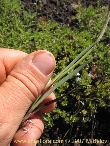 Imágen de Sisyrinchium pearcei (Huilmo). Haga un clic para aumentar parte de imágen.