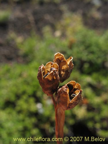 Фотография Sisyrinchium pearcei (Huilmo). Щелкните, чтобы увеличить вырез.