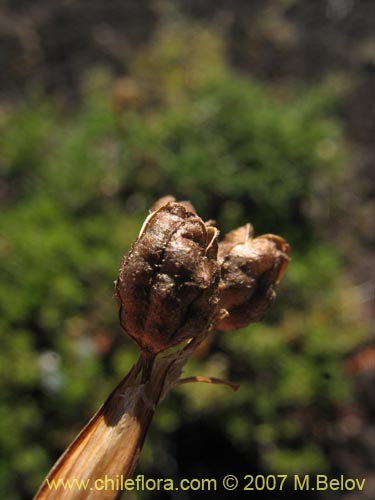 Bild von Sisyrinchium pearcei (Huilmo). Klicken Sie, um den Ausschnitt zu vergrössern.