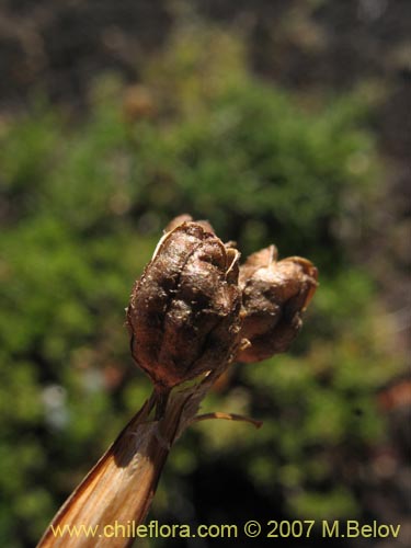 Imágen de Sisyrinchium pearcei (Huilmo). Haga un clic para aumentar parte de imágen.