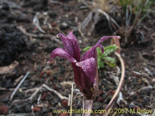 Bild von Rhodophiala andicola (Añañuca de los volcanes). Klicken Sie, um den Ausschnitt zu vergrössern.