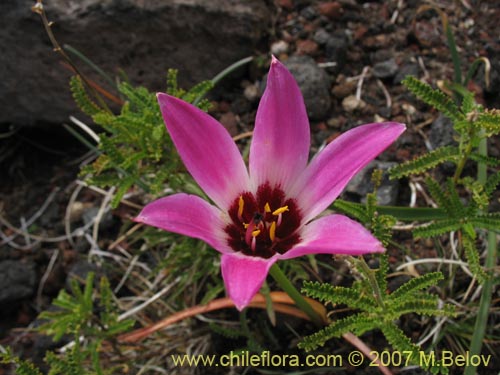 Фотография Rhodophiala andicola (Añañuca de los volcanes). Щелкните, чтобы увеличить вырез.