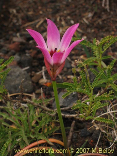 Bild von Rhodophiala andicola (Añañuca de los volcanes). Klicken Sie, um den Ausschnitt zu vergrössern.