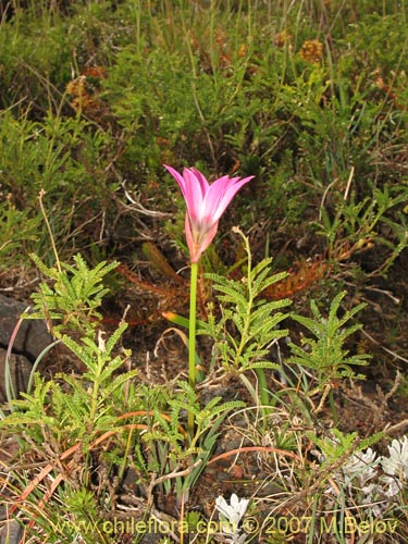 Imágen de Rhodophiala andicola (Añañuca de los volcanes). Haga un clic para aumentar parte de imágen.