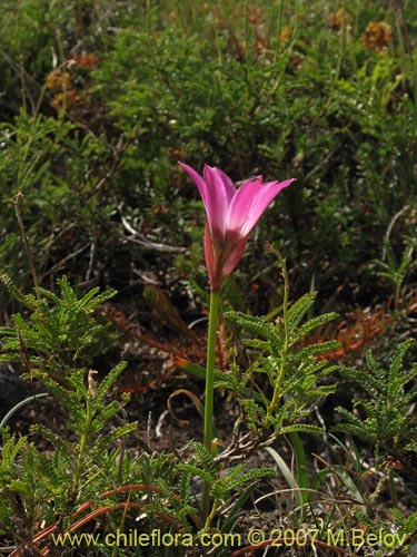 Фотография Rhodophiala andicola (Añañuca de los volcanes). Щелкните, чтобы увеличить вырез.