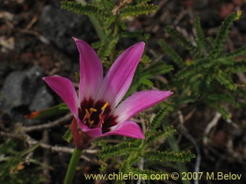 Фотография Rhodophiala andicola (Añañuca de los volcanes). Щелкните, чтобы увеличить вырез.