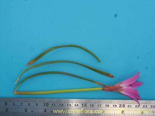 Rhodophiala andicola的照片